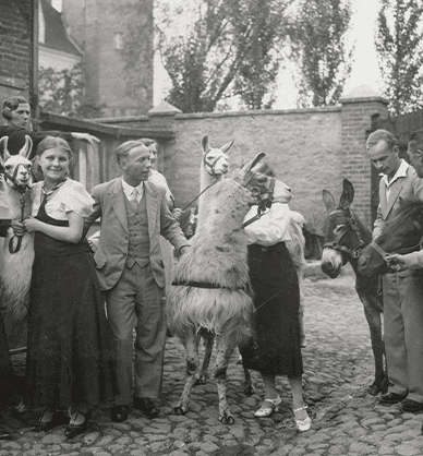 Grupa kobiet i mężczyzn. Stoją przed zabudowaniami, ubrani w eleganckie stroje. Obok nich stoją trzy lamy, osioł i kucyk, trzymane za uzdy. Jedna z lam ma łeb odwrócony w prawo i zasłania twarz kobiety. Za kobietami, po lewej stronie mobilna reklama mydła Tukan i duża figura tukana. Link do podstrony z tym zdjęciem