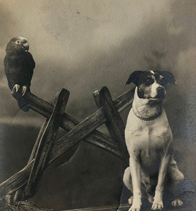 Kartka pocztowa w odcieniach sepii. Pies wraz z papugą pozują do zdjęcia w atelier fotograficznym. Pies stoi na drewnianej ławce, ma na szyi łańcuszkową obrożę.