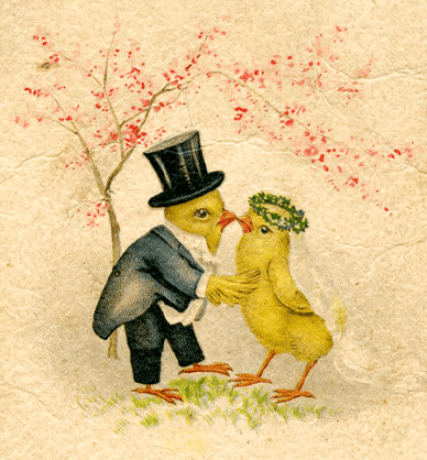 Stara pocztówka z obrazkiem przedstawiającym dwa kurczaki ubrane w stroje młodej pary. Dają sobie dziubkami buzi, stojąc pod kwitnącym drzewkiem owocowym. Na dole napis po niemiecku: Ein frohes Osterfest!